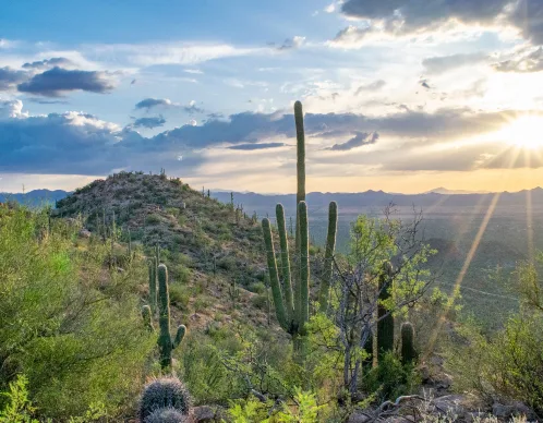 Saguaro cacti on a desert hillside outside Tucson at sunset